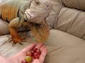 Iguana eating grapes