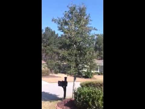how to fertilize young live oak trees