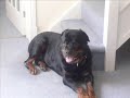 Rottweilers Truth Behind Truths