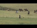 Horse Hunt NZ