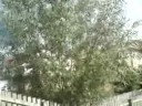 Beanstalk Signal Blocking Bastard