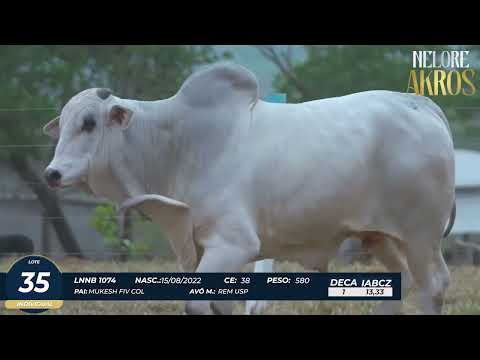 4� DE OLHO DA FAZENDA NELORE AKROS