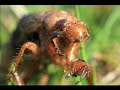 Cicadas invade CapeCast Cicadas invade CapeCast