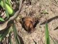 Cicadas invade CapeCast