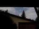 A toodler-crow\