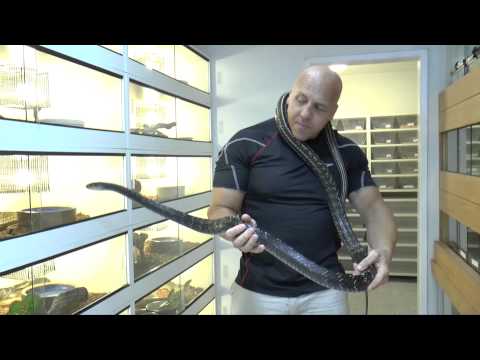 YouTube reptile video