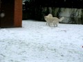 Kuvasz