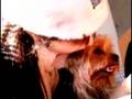 グラビアアイドル吉田由莉の愛犬と日記 yoshida yuri