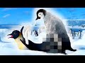 funny penguin related jokes for adults funny penguin related jokes for adults