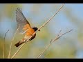 Rödstjärt (phoenicurus phoenicurus) Rödstjärt (phoenicurus phoenicurus)