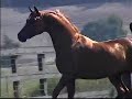 Allusion Arabian Stallion