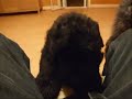 Iona - Bouvier Des Flandres Puppy - At 7 weeks old..wmv