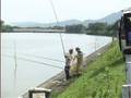 野鯉は自然の金メダル　The carp is a gold medal of nature.