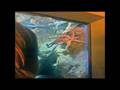 videos de all'Acquario civico di Milano
