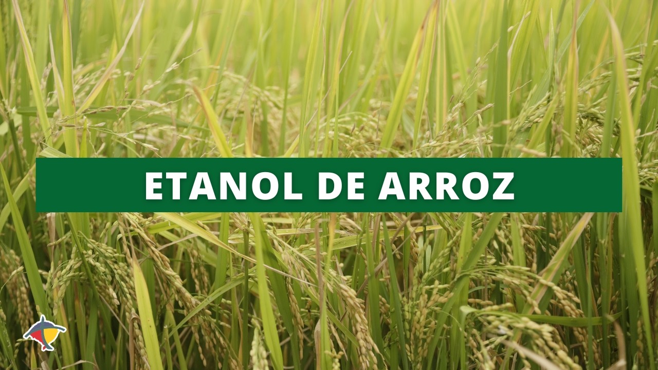 Arroz como combustível? Rio Grande do Sul estuda transformar excedente em etanol | Terra Sul
