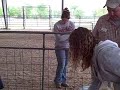 Part three: Selection of 4-H Market Goat Prospect - Muscling Part three: Selection of 4-H Market Goat Prospect - Muscling