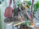 gouldian bath time