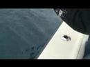 shark fishing