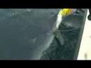 shark fishing