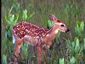 Does and Fawns, Shenandoah National Park Does and Fawns, Shenandoah National Park
