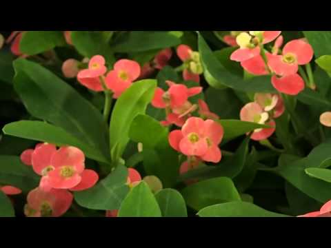 how to fertilize euphorbia