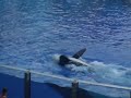 Killer Whale splash