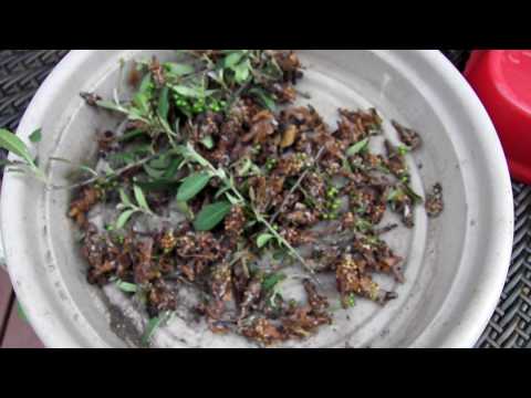 how to fertilize pyracantha