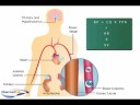 Aldosterone Action on the Kidney