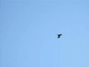 Visarend (Osprey) langs Telpost Dordtse Biesbosch