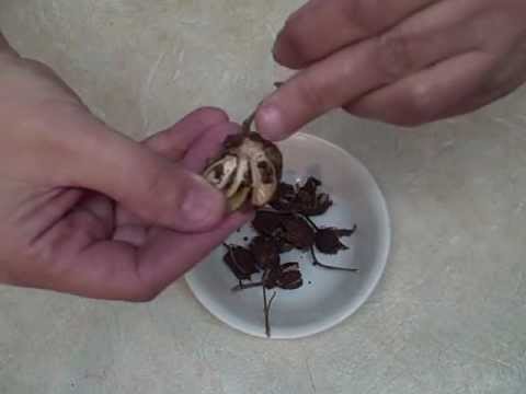 how to collect hibiscus seeds
