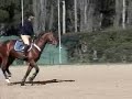 Magnus
