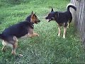 My friends Apolo & Athos