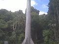 arvoles jigantes seiba de tikal