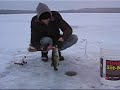 Ice fishing - Accidental Largemouth Bass in Ontario