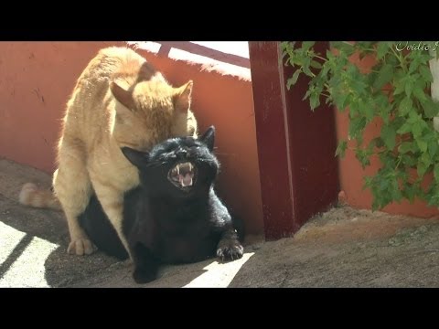 apareandose - La reaccíon de las gatas al hacer el amor es impresionante.Vean..y, escuchen...,