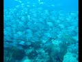 Ocean Dive off Playa del Carmen