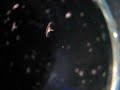 Tiny Jellyfish at Vancouver Aquarium