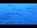Solomon Islands Video