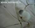 Chihuahua Puppy Attack