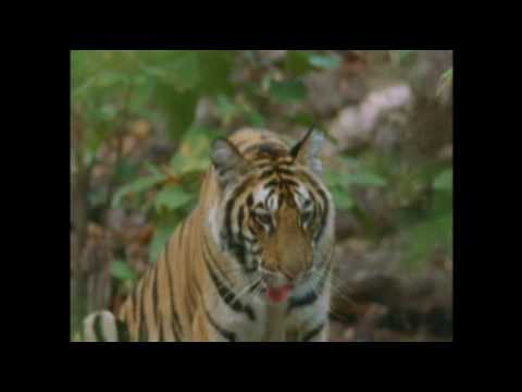 St. Anthony: Bengal Tiger Champion - Part 2 of 2
