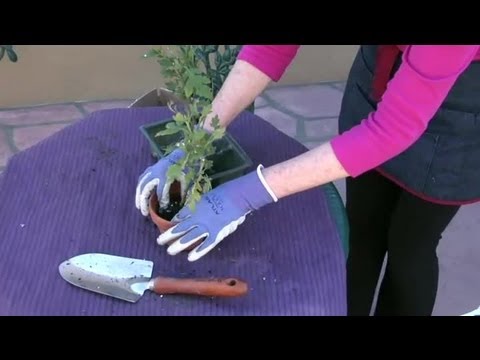 how to separate and replant mums