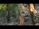 deer in the yard   aug 08