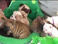 Toadalley French Bulldog puppies
