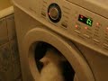 Забавные котэ !