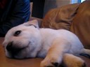 Babe 6 wks @ Breeders