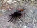 Tarantula Hawk Wasp Drags a Spider