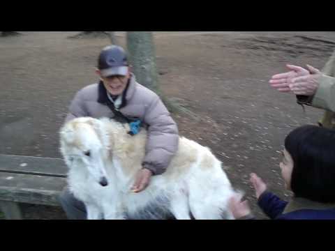 borzoi