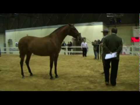 Cava YM 02.FLV