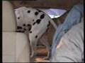 dogs-first-carwash