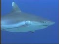 Diving Maldives (Shark, Turtle, Whaleshark)